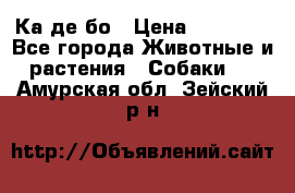 Ка де бо › Цена ­ 25 000 - Все города Животные и растения » Собаки   . Амурская обл.,Зейский р-н